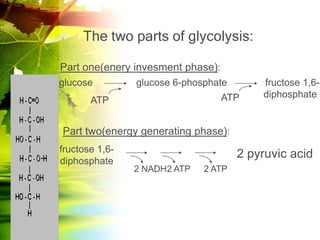 The two parts of glycolysis:

Part one(enery invesment phase):
glucose         glucose 6-phosphate        fructose 1,6-
                                   ATP     diphosphate
       ATP


Part two(energy generating phase):
fructose 1,6-
                                       2 pyruvic acid
diphosphate
                2 NADH 2 ATP   2 ATP
 
