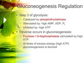 Gluconeogenesis Regulation
• Step 3 of glycolysis:
   – Catalyzed by phosphofructokinase
   – Stimulated by: high AMP, ADP, Pi
   – Inhibited by: high ATP
• Reverse occurs in gluconeogenesis:
   – Fructose-1,6-bisphosphatase stimulated by high
     ATP
   – At times of excess energy (high ATP)
     gluconeogenesis is favored
 