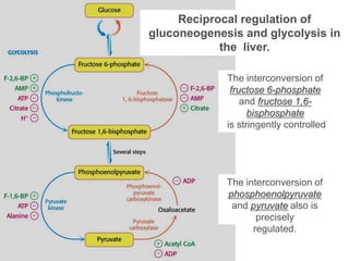 Reciprocal regulation of
gluconeogenesis and glycolysis in
            the liver.

             The interconversion of
              fructose 6-phosphate
                 and fructose 1,6-
                   bisphosphate
             is stringently controlled




             The interconversion of
             phosphoenolpyruvate
              and pyruvate also is
                    precisely
                   regulated.
 