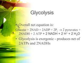 Glycolysis

• Overall net equation is:
Glucose + 2NAD + 2ADP + 2Pi 2 pyruvates +
  2NADH + 2 ATP + 2 NADH + 2 H+ + 2 H2O
• Glycolysis is exergonic - produces net of
  2ATPs and 2NADHs
 
