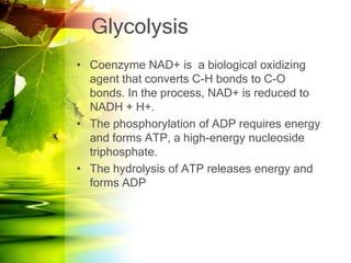 Glycolysis
• Coenzyme NAD+ is a biological oxidizing
  agent that converts C-H bonds to C-O
  bonds. In the process, NAD+ is reduced to
  NADH + H+.
• The phosphorylation of ADP requires energy
  and forms ATP, a high-energy nucleoside
  triphosphate.
• The hydrolysis of ATP releases energy and
  forms ADP
 