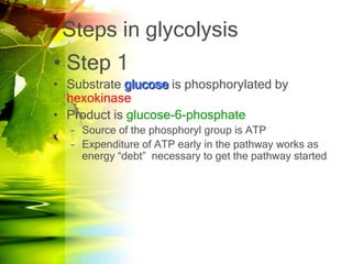 Steps in glycolysis
• Step 1
• Substrate glucose is phosphorylated by
  hexokinase
• Product is glucose-6-phosphate
  – Source of the phosphoryl group is ATP
  – Expenditure of ATP early in the pathway works as
    energy “debt” necessary to get the pathway started
 
