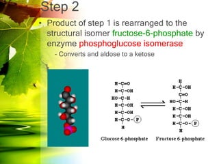 Step 2
• Product of step 1 is rearranged to the
  structural isomer fructose-6-phosphate by
  enzyme phosphoglucose isomerase
    - Converts and aldose to a ketose
 