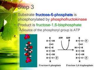 Step 3
• Substrate fructose-6-phosphate is
  phosphorylated by phosphofructokinase
• Product is fructose-1,6-bisphosphate
    – Source of the phosphoryl group is ATP
•
 