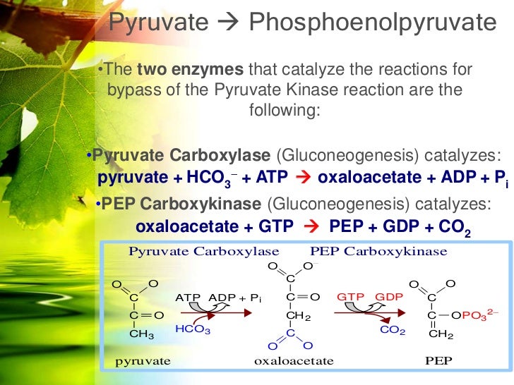 steps in bypass 3 gluconeogenesis gluconeogenesis Glycolysis and