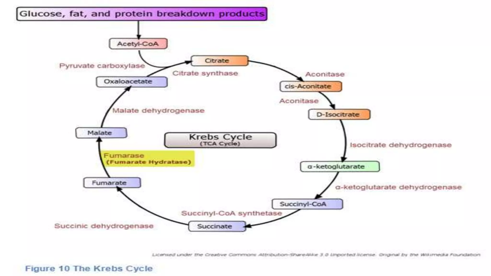 Glycolysis And Krebs Cycle PPTX glycolysis-and-krebs-cycle-pptx