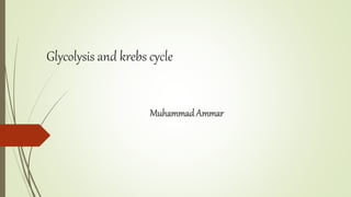 Glycolysis and krebs cycle
MuhammadAmmar
 