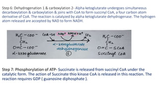 Step 6: Dehydrogenation 1 & carboxylation 2- Alpha ketoglutarate undergoes simultaneous
decarboxylation & carboxylation & ...