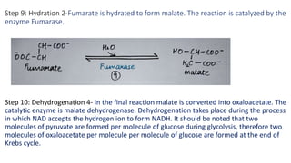 Step 9: Hydration 2-Fumarate is hydrated to form malate. The reaction is catalyzed by the
enzyme Fumarase.
Step 10: Dehydr...