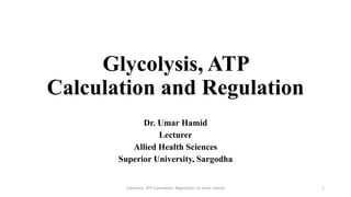 Glycolysis, ATP
Calculation and Regulation
Dr. Umar Hamid
Lecturer
Allied Health Sciences
Superior University, Sargodha
Glycolysis, ATP Calculation, Regulation; Dr Umar Hamid 1
 