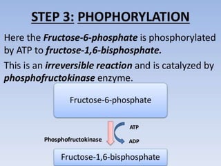 Glycolysis biochemistry