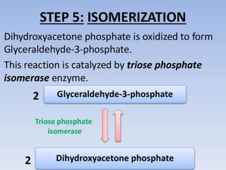 Glycolysis biochemistry