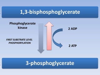 Glycolysis biochemistry