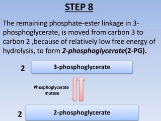 Glycolysis biochemistry