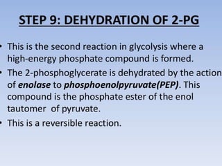 Glycolysis biochemistry