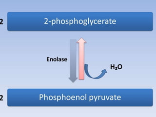Glycolysis biochemistry