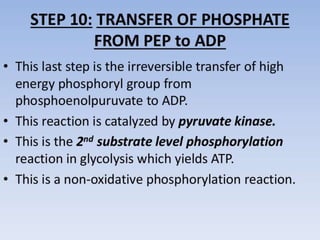 Glycolysis biochemistry