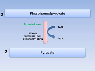 Glycolysis biochemistry