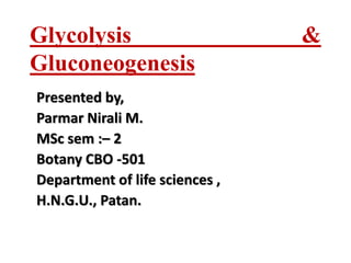 Glycolysis &
Gluconeogenesis
Presented by,
Parmar Nirali M.
MSc sem :– 2
Botany CBO -501
Department of life sciences ,
H.N.G.U., Patan.
 