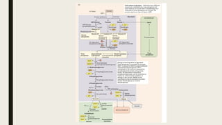 glycolysis pathway presentation in ppt form.pptx