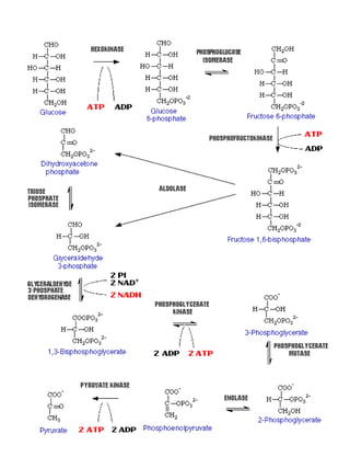 Glycolysis pathway figure by swai
