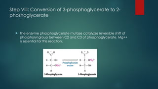 Step VIII: Conversion of 3-phosphoglycerate to 2-
phoshoglycerate
 The enzyme phosphoglycerate mutase catalyzes reversible shift of
phosphoryl group between C2 and C3 of phosphoglycerate. Mg++
is essential for this reaction.
 