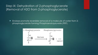 Step IX: Dehydration of 2-phosphoglycerate
(Removal of H2O from 2-phosphoglycerate)
 Enolase promote reversible removal of a molecule of water from 2-
phosphoglycerate forming Phosphoenol-pyruvete (PEP).
 