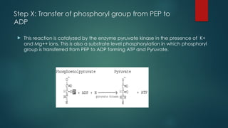 Step X: Transfer of phosphoryl group from PEP to
ADP
 This reaction is catalyzed by the enzyme pyruvate kinase in the presence of K+
and Mg++ ions. This is also a substrate level phosphorylation in which phosphoryl
group is transferred from PEP to ADP forming ATP and Pyruvate.
 