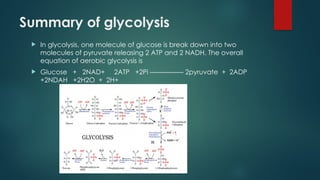 Summary of glycolysis
 In glycolysis, one molecule of glucose is break down into two
molecules of pyruvate releasing 2 ATP and 2 NADH. The overall
equation of aerobic glycolysis is
 Glucose + 2NAD+ 2ATP +2Pi ————— 2pyruvate + 2ADP
+2NDAH +2H2O + 2H+
 