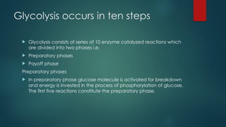 Glycolysis occurs in ten steps
 Glycolysis consists of series of 10 enzyme catalyzed reactions which
are divided into two phases i.e.
 Preparatory phases
 Payoff phase
Preparatory phases
 In preparatory phase glucose molecule is activated for breakdown
and energy is invested in the process of phosphorylation of glucose.
The first five reactions constitute the preparatory phase.
 