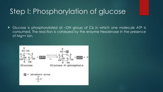 Step I: Phosphorylation of glucose
 Glucose is phosphorylated at –OH group of C6 in which one molecule ATP is
consumed. The reaction is catalyzed by the enzyme Hexokinase in the presence
of Mg++ ion.
 