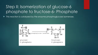 Step II: Isomerization of glucose-6
phosphate to fructose-6- Phosphate
 This reaction is catalyzed by the enzyme phosphoglucose isomerase.
 
