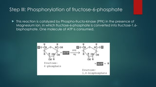Step III: Phosphorylation of fructose-6-phosphate
 This reaction is catalyzed by Phospho-fructo-kinase (PFK) in the presence of
Magnesium ion, in which fructose-6-phosphate is converted into fructose-1,6-
bisphosphate. One molecule of ATP is consumed.
 