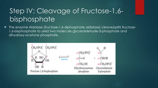 Step IV: Cleavage of Fructose-1,6-
bisphosphate
 The enzyme Aldolase (fructose-1,6-diphosphate aldolase) cleave(split) fructose-
1,6-bisphosphate to yield two molecule glyceraldehyde-3-phosphate and
dihydroxy-acetone phosphate.
 
