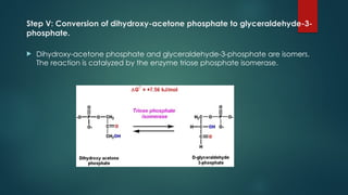 Step V: Conversion of dihydroxy-acetone phosphate to glyceraldehyde-3-
phosphate.
 Dihydroxy-acetone phosphate and glyceraldehyde-3-phosphate are isomers.
The reaction is catalyzed by the enzyme triose phosphate isomerase.
 