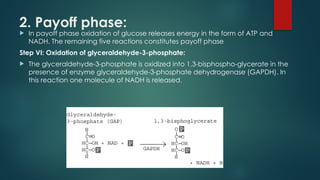 2. Payoff phase:
 In payoff phase oxidation of glucose releases energy in the form of ATP and
NADH. The remaining five reactions constitutes payoff phase
Step VI: Oxidation of glyceraldehyde-3-phosphate:
 The glyceraldehyde-3-phosphate is oxidized into 1,3-bisphospho-glycerate in the
presence of enzyme glyceraldehyde-3-phosphate dehydrogenase (GAPDH). In
this reaction one molecule of NADH is released.
 