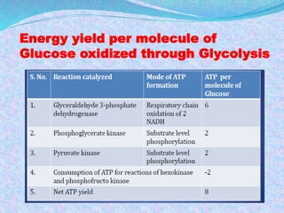 Energy yield per molecule of
Glucose oxidized through Glycolysis
Under anaerobic conditions Electron transport chain does not operate so
the ATP is only formed by substrate level phosphorylation. Hence the
total energy yield through glycolysis in the absence of oxygen is only 2
ATP per Mol of Glucose.
 