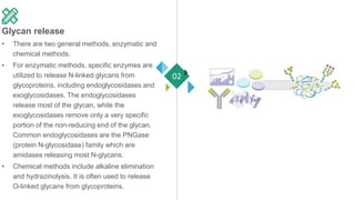 Glycan release
• There are two general methods, enzymatic and
chemical methods.
• For enzymatic methods, specific enzymes are
utilized to release N-linked glycans from
glycoproteins, including endoglycosidases and
exoglycosidases. The endoglycosidases
release most of the glycan, while the
exoglycosidases remove only a very specific
portion of the non-reducing end of the glycan.
Common endoglycosidases are the PNGase
(protein N-glycosidase) family which are
amidases releasing most N-glycans.
• Chemical methods include alkaline elimination
and hydrazinolysis. It is often used to release
O-linked glycans from glycoproteins.
02
 