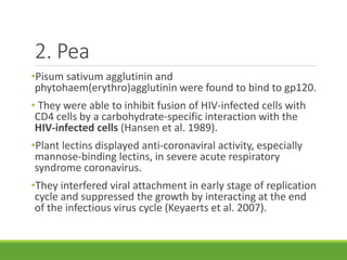 2. Pea
•Pisum sativum agglutinin and
phytohaem(erythro)agglutinin were found to bind to gp120.
• They were able to inhibit fusion of HIV-infected cells with
CD4 cells by a carbohydrate-specific interaction with the
HIV-infected cells (Hansen et al. 1989).
•Plant lectins displayed anti-coronaviral activity, especially
mannose-binding lectins, in severe acute respiratory
syndrome coronavirus.
•They interfered viral attachment in early stage of replication
cycle and suppressed the growth by interacting at the end
of the infectious virus cycle (Keyaerts et al. 2007).
 