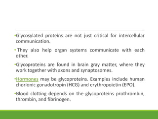 •Glycosylated proteins are not just critical for intercellular
communication.
• They also help organ systems communicate with each
other.
•Glycoproteins are found in brain gray matter, where they
work together with axons and synaptosomes.
•Hormones may be glycoproteins. Examples include human
chorionic gonadotropin (HCG) and erythropoietin (EPO).
•Blood clotting depends on the glycoproteins prothrombin,
thrombin, and fibrinogen.
 