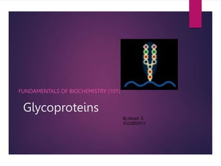 Glycoproteins
FUNDAMENTALS OF BIOCHEMISTRY (101)
By:Akash .S
2022002013
 