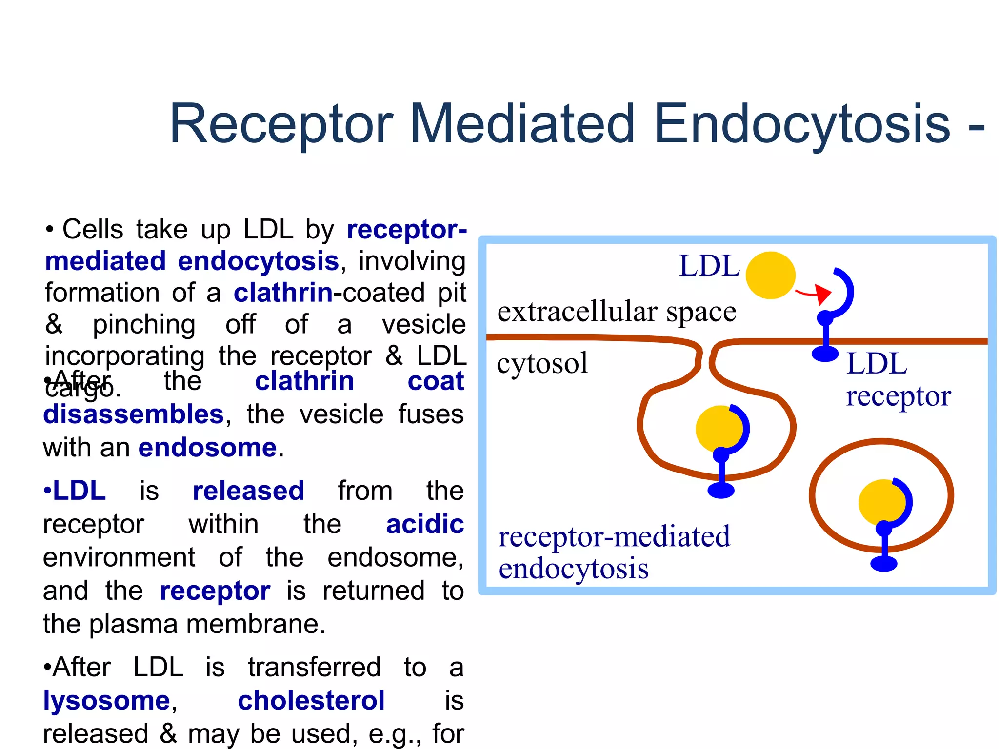 •After the clathrin coat
disassembles, the vesicle fuses
with an endosome.
•LDL is released from the
receptor within the acidic
environment of the endosome,
and the receptor is returned to
the plasma membrane.
•After LDL is transferred to a
lysosome, cholesterol is
released & may be used, e.g., for
• Cells take up LDL by receptor-
mediated endocytosis, involving
formation of a clathrin-coated pit
& pinching off of a vesicle
incorporating the receptor & LDL
cargo.
LDL
extracellular space
LDL
receptor
receptor-mediated
endocytosis
cytosol
Receptor Mediated Endocytosis -
 