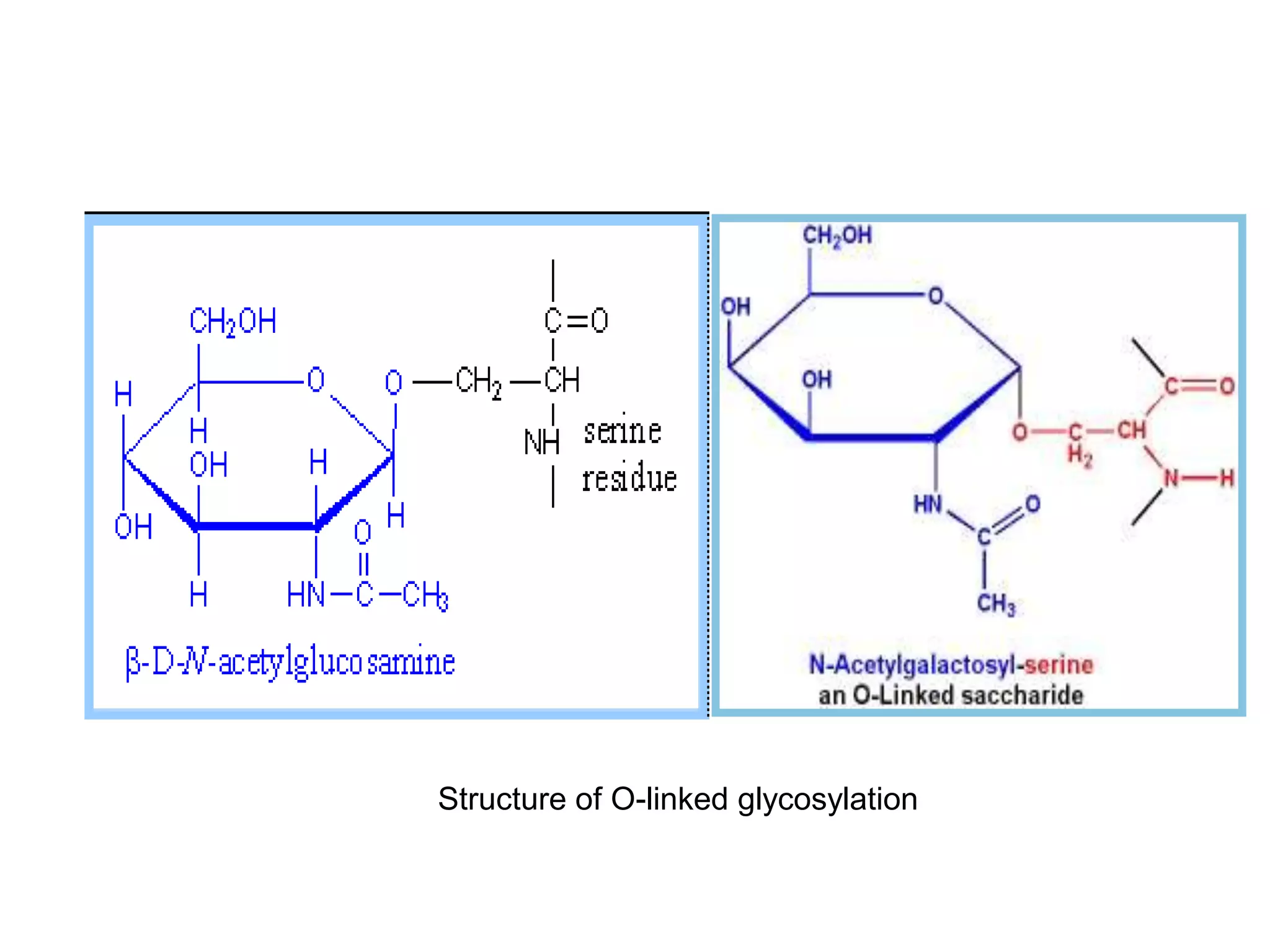 Structure of O-linked glycosylation
 
