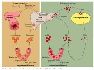 Glycoprotein, lipoprotein, structure and function | PPT