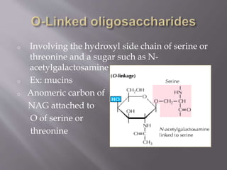 o Involving the hydroxyl side chain of serine or
threonine and a sugar such as N-
acetylgalactosamine
o Ex: mucins
o Anomeric carbon of
NAG attached to
O of serine or
threonine
 