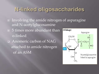  Involving the amide nitrogen of asparagine
and N-acetylglucosamine
 5 times more abundant than
o-linked
 Anomeric carbon of NAG
attached to amide nitrogen
of an ASM
 
