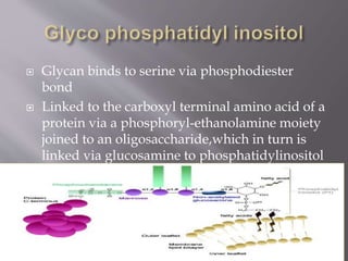  Glycan binds to serine via phosphodiester
bond
 Linked to the carboxyl terminal amino acid of a
protein via a phosphoryl-ethanolamine moiety
joined to an oligosaccharide,which in turn is
linked via glucosamine to phosphatidylinositol
 