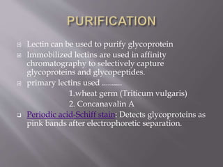  Lectin can be used to purify glycoprotein
 Immobilized lectins are used in affinity
chromatography to selectively capture
glycoproteins and glycopeptides.
 primary lectins used ..........
1.wheat germ (Triticum vulgaris)
2. Concanavalin A
 Periodic acid-Schiff stain: Detects glycoproteins as
pink bands after electrophoretic separation.
 