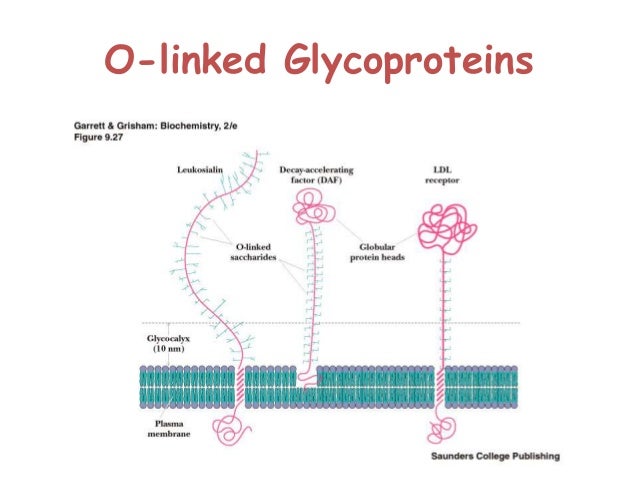 how does a glycoprotein act as a receptor