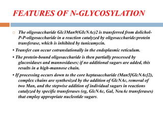 FEATURES OF N-GLYCOSYLATION
 The oligosaccharide Glc3Man9(GIcNAc)2 is transferred from dolichol-
P-P-oligosaccharide in a reaction catalyzed by oligosaccharide:protein
transferase, which is inhibited by tunicamycin.
• Transfer can occur cotranslationally in the endoplasmic reticulum.
• The protein-bound oligosaccharide is then partially processed by
glucosidases and mannosidases; if no additional sugars are added, this
results in a high-mannose chain.
• If processing occurs down to the core heptasaccharide (Man5[GlcNAc]2),
complex chains are synthesized by the addition of GlcNAc, removal of
two Man, and the stepwise addition of individual sugars in reactions
catalyzed by specific transferases (eg, GlcNAc, Gal, NeuAc transferases)
that employ appropriate nucleotide sugars.
 